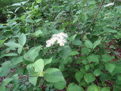 Viburnum alabamense