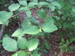 Viburnum alabamense