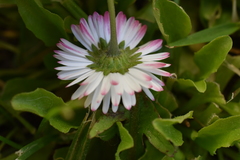 Bellis perennis
