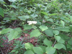 Viburnum alabamense