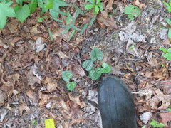 Hexastylis shuttleworthii