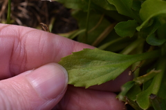 Bellis perennis