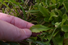 Bellis perennis