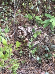 Pituophis melanoleucus melanoleucus