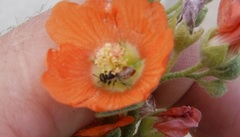 Macroteropsis