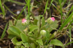 Bellis perennis
