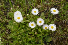 Bellis perennis