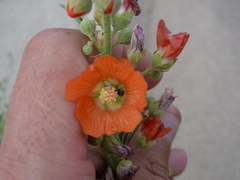 Macroteropsis