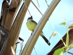 Tyrannus albogularis