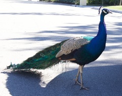 Pavo cristatus