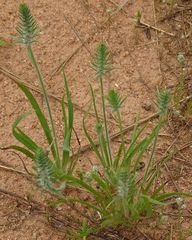 Plantago aristata