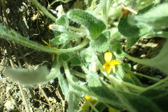 Viola tomentosa