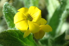Viola tomentosa