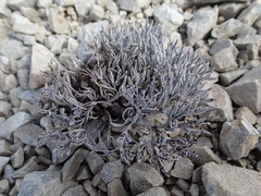 Lignocarpa carnosula