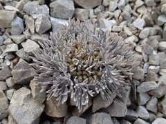 Lignocarpa carnosula