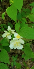 Philadelphus inodorus