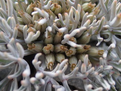 Lignocarpa carnosula