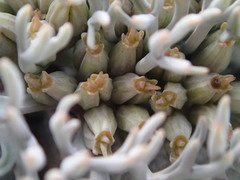 Lignocarpa carnosula