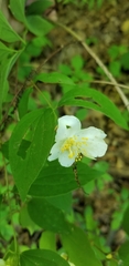 Philadelphus inodorus
