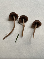 Galeropsidaceae