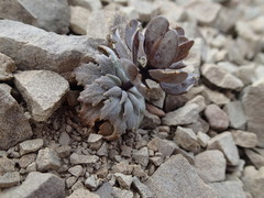 Notothlaspi rosulatum