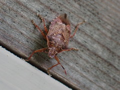 Podisus serieventris