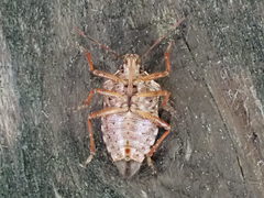 Podisus serieventris