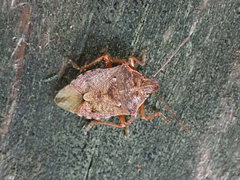 Podisus serieventris