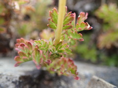 Acaena glabra