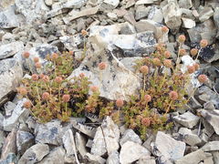 Acaena glabra