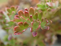 Acaena glabra