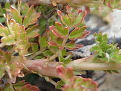 Acaena glabra