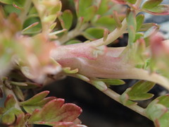 Acaena glabra