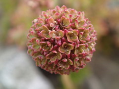 Acaena glabra