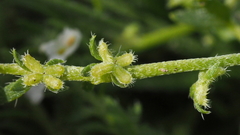 Pectocarya heterocarpa