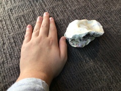 Saccostrea glomerata