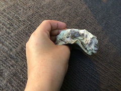 Saccostrea glomerata