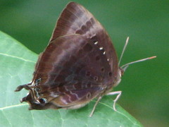 Arhopala micale amytis