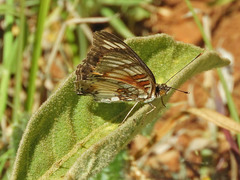 Junonia sophia