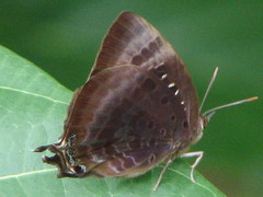 Arhopala micale amytis