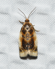 Clepsis melaleucanus