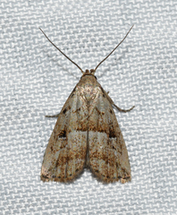 Hypenodes caducus