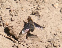 Hemipenthes seminiger