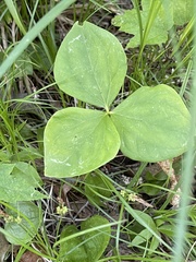 Trillium grandiflorum