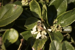 Apis mellifera