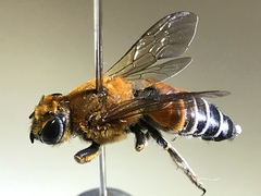 Image of Megachile lanata