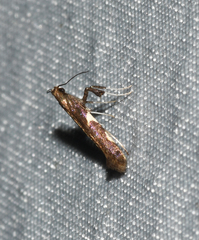 Caloptilia umbratella