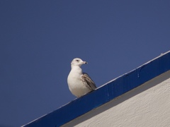 Larus californicus