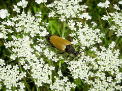 Trigonarthris proxima