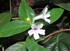 Ruellia solitaria